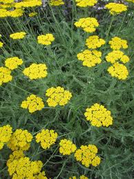 More images for coronation gold yarrow » Yarrow Is A Healing Presence In The Garden Silive Com