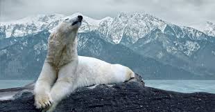 It can be hard to find ice … What Does The Latin Name For Polar Trivia Questions Quizzclub