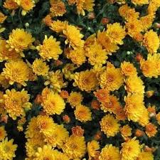 Hufflepuff Tumblr Yellow Aesthetic Hufflepuff Aesthetic Yellow Flowers