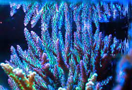 Sps Corals For Beginners Part 1 Marine Depot Blog In 2021 Sps Coral Reef Lighting Underwater Creatures
