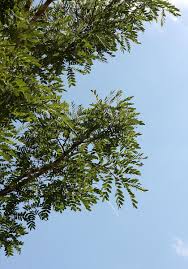 Image result for Brachystegia utilis