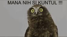 Pemilihan wallpaper yang tepat juga akan membuat hp kamu tampak enak dilihat. Burung Puyuh Gif Burung Puyuh Burungapa Discover Share Gifs