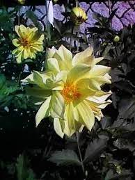 Awalnya, bunga dahlia berasal dari meksiko. Ooi S Flora Malaysiana Ver 1 0 Yellow Dahlia Coday01a Htm 1997 2002