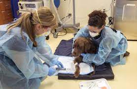 Chemotherapy For Dogs Cats Better Than You Think Criticalcaredvm