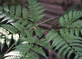Image result for Pteris tripartita