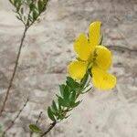 Image result for Chamaecrista wittei