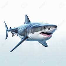 Wielki Biały Rekin 3D Render Rekina Izolowanego Na Białym Tle Zdjęcia  royalty free, obrazki, obrazy oraz fotografia seryjna. Image 209795831