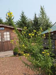 We did not find results for: Evening Primrose Seeds Ravensong Seeds Herbals