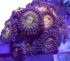 Image result for Actinanthella