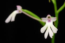 Image result for Cynorkis symoensii