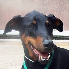 See more of doberman pinscher club of las vegas on facebook. Las Vegas Nevada Doberman Pinscher Meet Brody A For Adoption Https Www Adoptapet Com Pet 20475522 Las Vegas Nevada Doberman Pinscher Doberman Pinscher