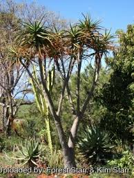 Image result for Aloe barendii