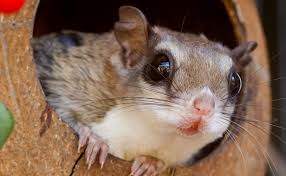 The squirrel will want to be with you at all times. What You Need To Know As Owner Of Flying Squirrel Pet