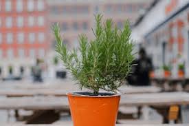 Image result for rosemary container