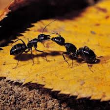 Black Ant Sugar Ant Bites Pictures A Safe Effective Ant Trap Rid Of Ants Get Rid Of Ants Kill Ants