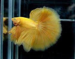 Siamese Fighter Fish Betta Fish Fish Betta