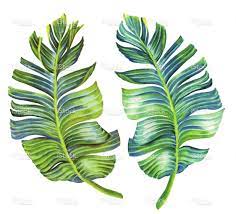 Banana Palm Leaves Single Isolated Hand Drawn Detailed Motifs Banana Leaf Art Leaf Illustration Banana Leaf