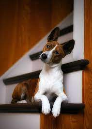 You Got Some Splainin To Do Quiet Dog Breeds Dog Breeds That Dont Shed Cute Dogs Breeds