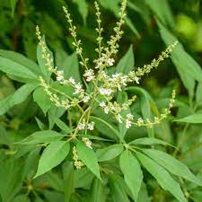 Herb Nochi Plant-Nirgundi - Santhi Online Plants Nursery