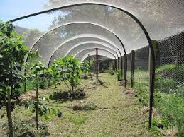 So no matter what type of fruit you prefer. Pin On Fruit Tree Netting