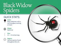 Having a good diet means different things for different folks. Black Widow Spiders Facts Extermination Information