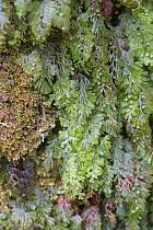 Image result for Hymenophyllaceae
