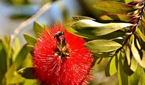Flowers that attract bees nz. 8 Spring Flowers That Attract Australian Native Bees