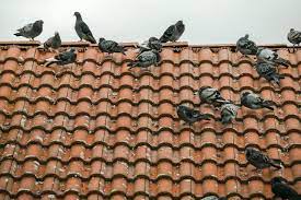 How do you get rid of pigeons? How To Get Rid Of Pigeons From Your Roof And Keep Them Away Pest Defence