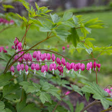 Image result for Dicentra spectabilis alba