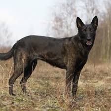 De hollandse herdershond is één van de negen nederlandse hondenrassen en behoort tot de authentieke landbouwhuisdierrassen van ons land. Hollandse Herder Herdershonden Nl