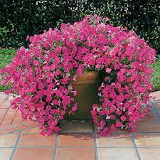 The question of how to keep wave petunias blooming is actually a common question. Tidal Wave Hot Pink Petunia Seeds Park Seed