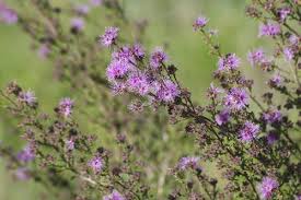 Image result for Kunzea