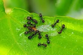 Use these tips and tricks to help get rid of ants outdoors. How To Get Rid Of Ants In The House And In Your Yard Hgtv