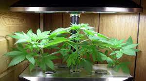 For an aerogarden this is a great yield. Aerogarden Marijuana Growing Easiest Way To Grow Weed Beginners