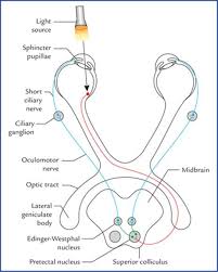 Select the basic flowchart shapes stencil, if necessary. Special Senses And Their Neural Pathways Textbook Of Clinical Neuroanatomy 2 Ed