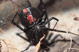 Their bites can be extremely dangerous. Spiders Of Australia Wikipedia