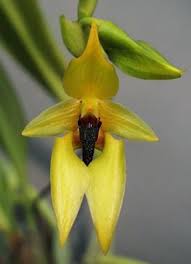 Image result for Bulbophyllum stolzii