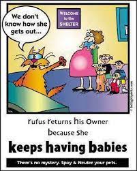 It takes balls to neuter your pet! 44 Spay Neuter Ideas Neuter Spay Pets