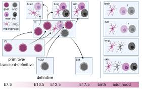 Steve irwin's 'hot niece' rebecca lobie turns up the heat as she puts on a busty display in a tiny string bikini. Frontiers Fetal Derived Immune Cells At The Roots Of Lifelong Pathophysiology Cell And Developmental Biology