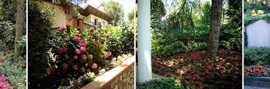 Golgeye Dayanikli Bitkiler Cem Botanik