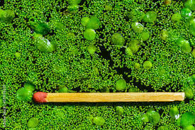 Image result for Wolffia arrhiza