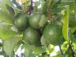 How many avocado varieties do you know? Avocado Persea Americana Varieties Toptropicals Com