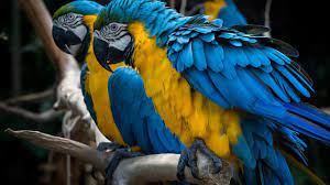 اعرف اكثر 7 معلومات رائعة عن ببغاء المكاو الأزرق والأصفر youtube