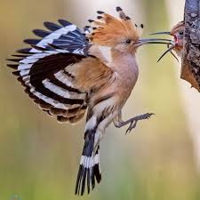 Naturephotography Birds Posted On Instagram Hoopoe If You Want To Be Featured In My Next Post And Make Sure Y In 2020 Wild Animals Videos Beautiful Birds Pet Birds