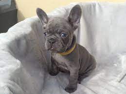 The french bulldog is an affectionate dog breed that loves to play. French Bulldog Pets And Animals For Sale San Antonio Tx