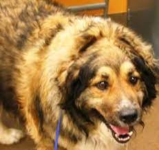 This Loving Guy Is Seamus A Collie Lab Mix He S Older 7 Years Old But He S Looking For Someone To Love Him He S Humane Society Animal Shelter Dog Adoption