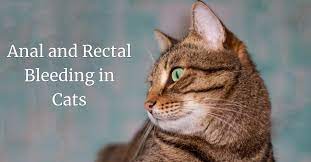 Intestinal tumors are uncommon in dogs. Anal And Rectal Bleeding In Cats Cat World