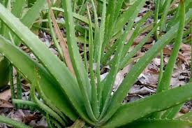 Image result for Aloe lutescens
