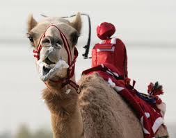 Learn more about camel racing in this howstuffworks now article. Friday Photo Robot Camel Jockeys Foreign Policy