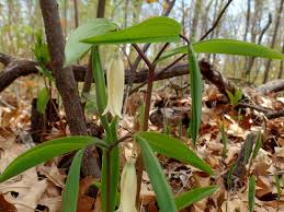Image result for Clutia sessilifolia